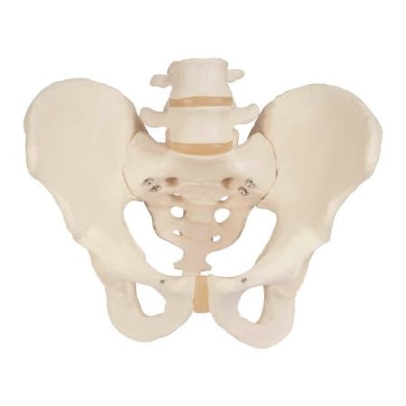 Fabrication Enterprises 3B Anatomical Model - Male Pelvic Skeleton 985761